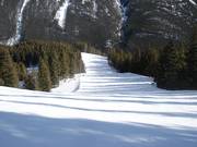 Wide and steep forest run