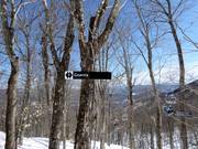 The descents through cleared forests (Gladed Runs) are very popular.