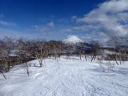Cleared forest run in Niseko