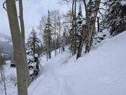 Descents through trees and forests (tree skiing)