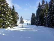 Some of the slopes lead through idyllic forests.