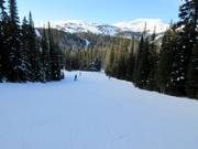 Easy forest run No. 13 Miss Gratz