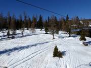 Tracks through the forest
