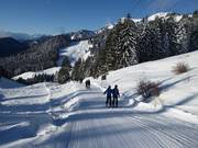 Florihanglift 1 - T-bar