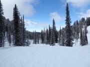 Screaming Cheetah downhill run