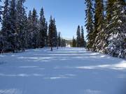 Easy forest run in Hundfjället