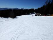 Forest run from Piffing