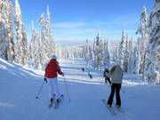 Easy slope through the Canadian winter forest