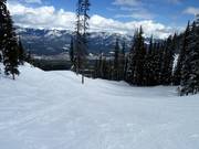 Typical forest glade run in the Kicking Horse ski area