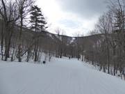 Easy tow path through the woods