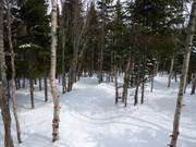 Cleared forest run in the Le Massif ski area