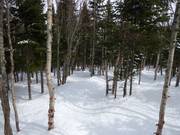 Gladed forest run in the ski resort of Le Massif