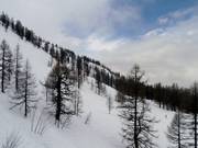 Freeride area slightly above Lognan