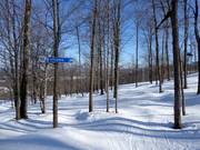 Cleared forest run (Gladed Run)