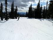 Easy forest glade run in Big White