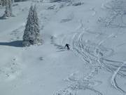 Powder snow at Top Liner