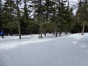 Family slope La Forêt Enchantée