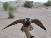 Tip for children  - Hawk show