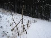 The reforestation area is protected by fences.
