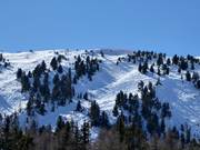 Freeriding at the Zirbenjet