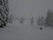 Slope in the Timberline ski area