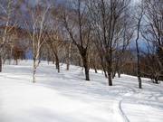 Powder snow in the open forest