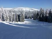 Easy Wiesenquelle run