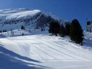 First-class grooming at Zehnerkar!