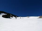 Runs in the Larkspur Bowl