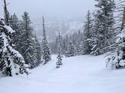 Powder snow at the Milly Express chairlift