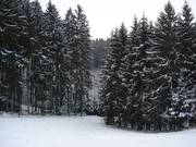 Forest run before the tow path