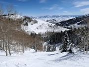 Steep Lady Morgan Bowl