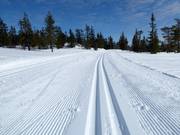 Cross-country ski trails in Trysil