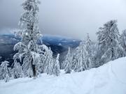 Ungroomed forest runs with deep powder (Gladed Runs)