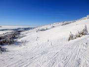 View of the powder slopes at the West Bowl T-Bar
