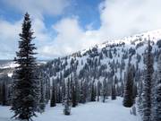 Descents through the sparse forest