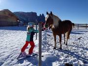 Horses delight the children