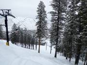 Light forest run Big Horn