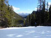 Forest run at Mt. Norquay with panoramic view