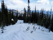 Descent through cleared forest areas (Gladed Run)