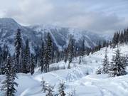 Cleared and ungroomed forest run Ramble On