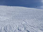 Powder snow at Metschstand