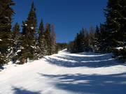 Beautiful easy forest runs