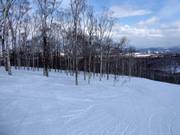 From the slope into the light forest