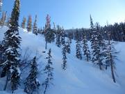 Gladed runs (cleared forest slopes)