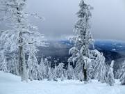 Very popular: Tree skiing through the sparse forests