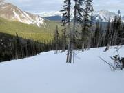 The Monster Glades in the Nakiska ski area