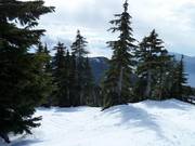 Challenging forest run