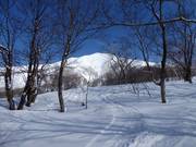 Powder snow paradise in Niseko