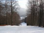 Forest run to the valley station
